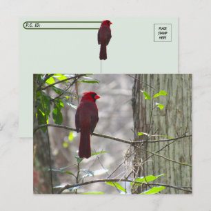 Postcrossing Male Cardinal Postcard