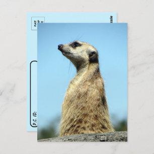 Postcrossing - Meerkat on Patrol Greeting Card