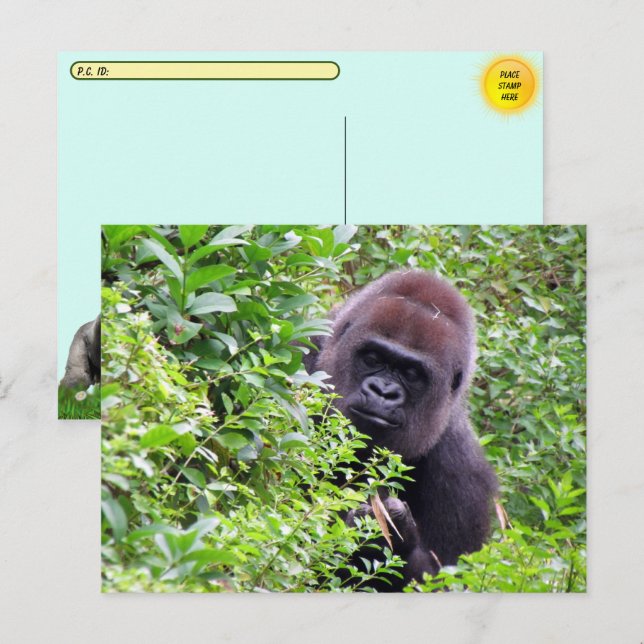 Postcrossing Peek-A-Boo Gorilla Including ID # Box Postcard (Front/Back)