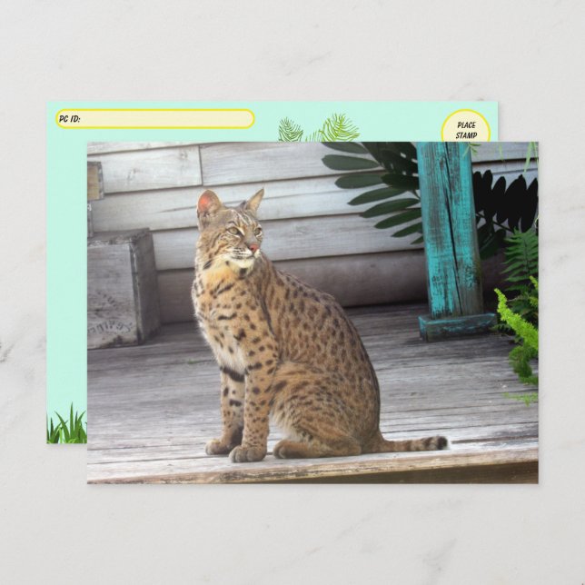 Postcrossing - Pic of a Florida Bobcat Postcard (Front/Back)