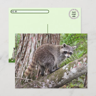 Postcrossing Pic of a foraging Racoon Postcard