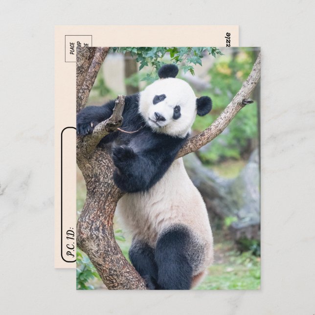 Postcrossing  Pic of a Giant Panda Postcard (Front/Back)
