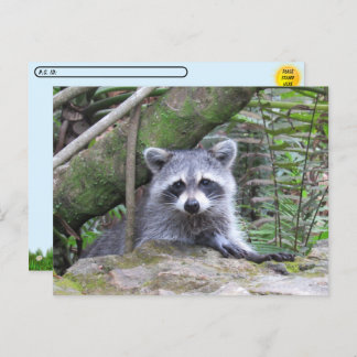 Postcrossing Pic of An Adorable Baby Racoon Postcard