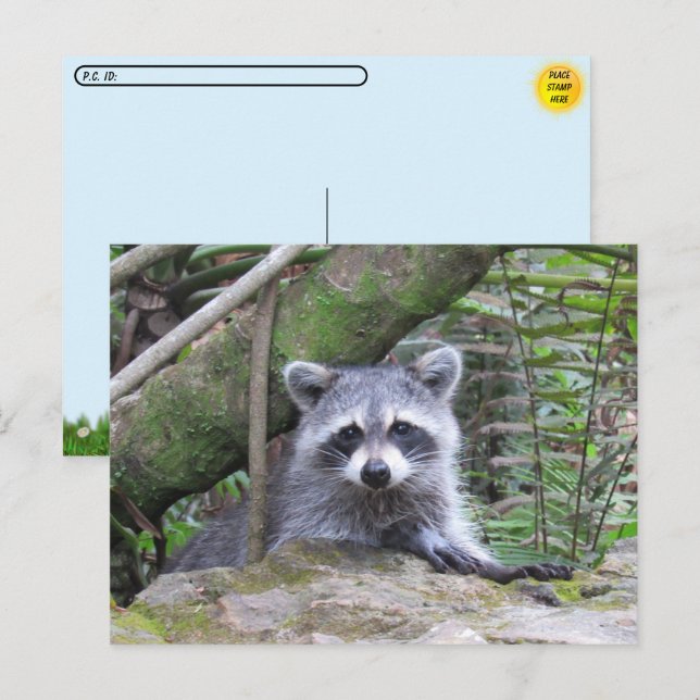 Postcrossing Pic of An Adorable Baby Racoon Postcard (Front/Back)