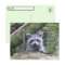Postcrossing Pic of An Adorable Baby Racoon