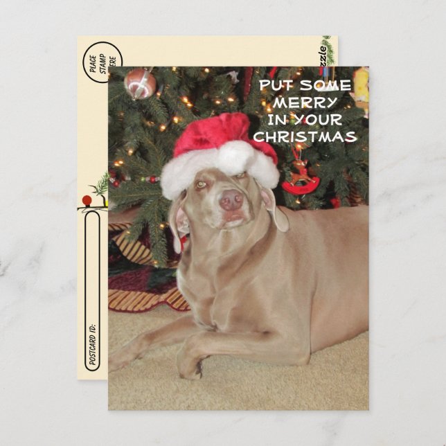 Postcrossing - Rain the Weimaraner's Christmas  Postcard (Front/Back)