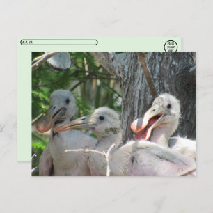 Postcrossing - Roseate Spoonbill Chicks Postcard