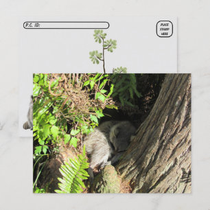 Postcrossing Sleeping Racoon Postcard