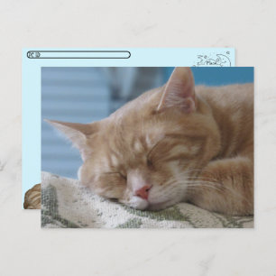 Postcrossing - Sleepy Kitty Taz - Cat Postcard