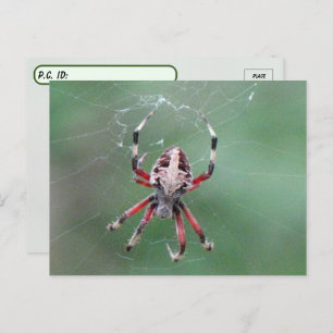 Postcrossing Spotted Orbweaver Spider Postcard