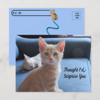 Postcrossing - Taz and Winter Surprise Cat