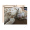 Postcrossing - Taz The Adorable Ginger Tabby - Cat