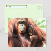 Postcrossing Thumbs Up Orangutan Mum and Baby