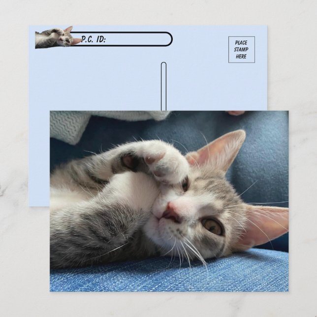 Postcrossing Tito Bandito The Cutest Kitten / Cat Postcard (Front/Back)