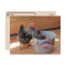 Postcrossing Two Darn Cute Chickens Postcard