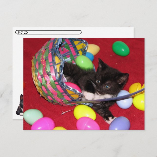 Postcrossing - Versace's Easter Wishes Cat /Kitten Holiday Postcard (Front/Back)