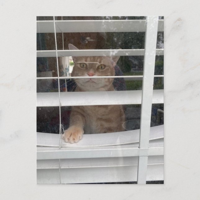 Postcrossing - Where's Mum Cat Postcard (Front)