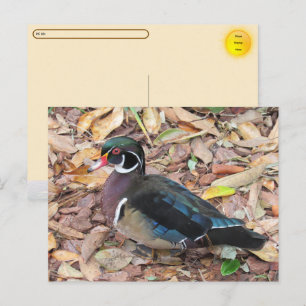 Postcrossing - Wood Duck Postcard