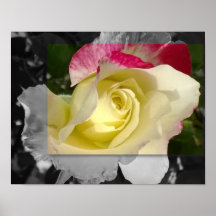 POSTER 14x11, Yellow Flower