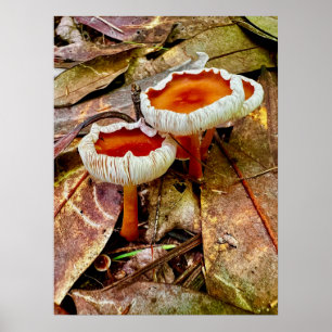 Poster 18 x 24