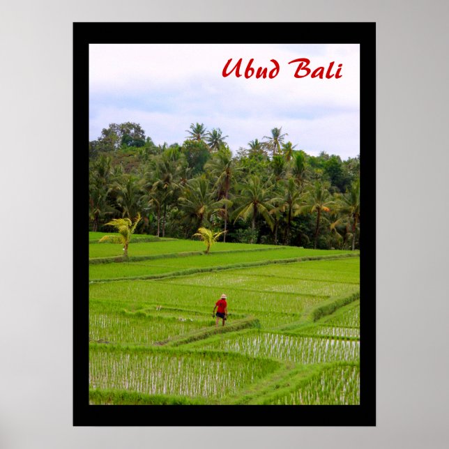 Poster  (18" x 24") Rice Fields Ubud Bali (Front)