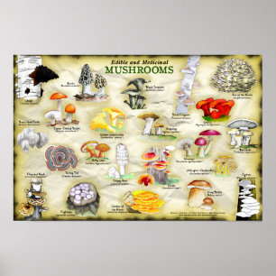 Poster 18x12 Mushrooms (edible and medicinal)