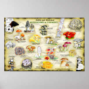 Poster 18x12 Mushrooms of Vermont