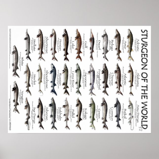 POSTER - 18X24 - STURGEON OF THE WORLD (Front)