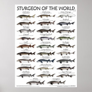 POSTER - 18X24 - STURGEON OF THE WORLD - fish