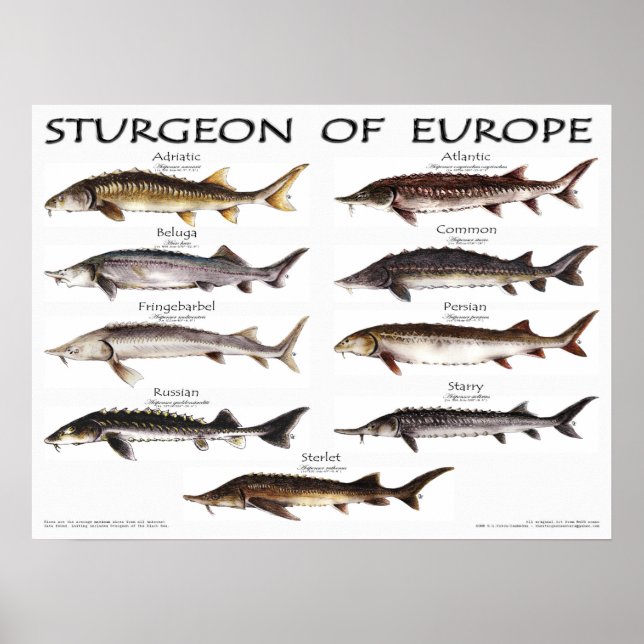 POSTER - 24x18 - STURGEON of EUROPE -(original) (Front)