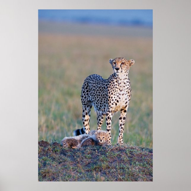 Poster - 24x36 Cheetah mother and cubs (Front)