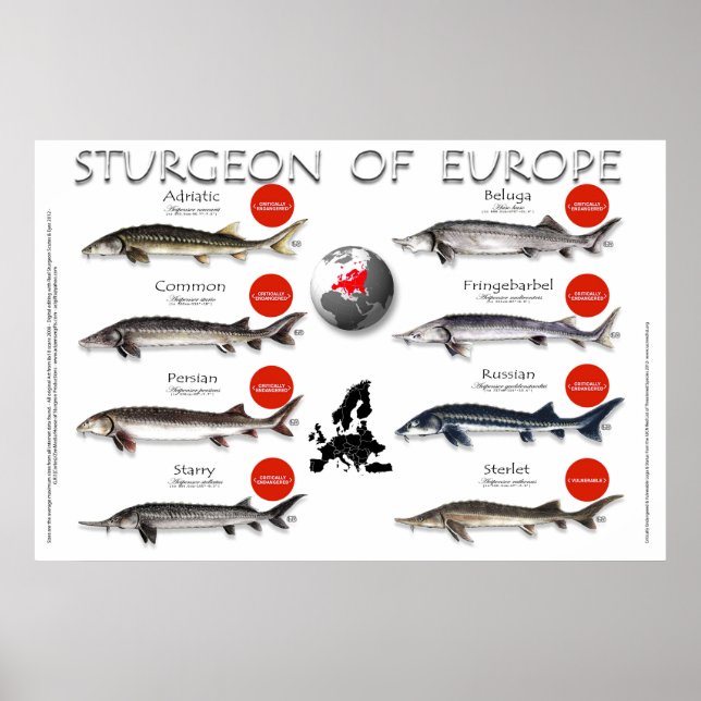 POSTER - 36x24 - STURGEON of EUROPE (Front)
