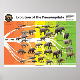 Poster A2 Evolution of the Paenungulata