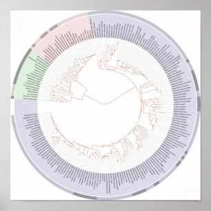 Poster A phylogenetic tree of life Chart