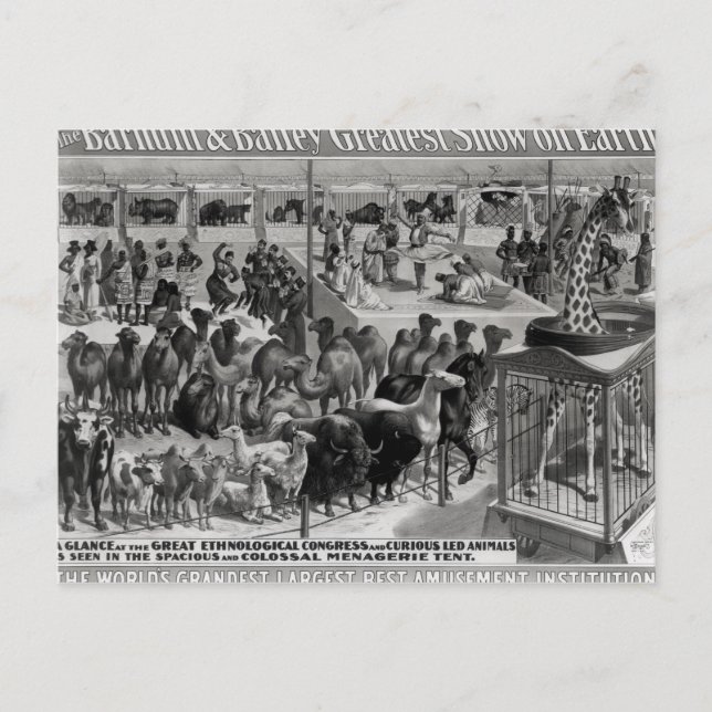 Poster advertising, 'The Barnum and Bailey Postcard (Front)