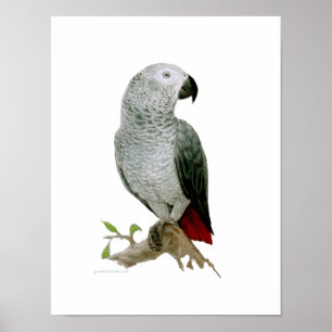 Poster - African Grey