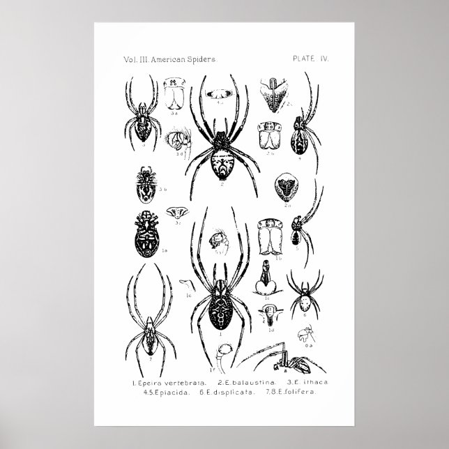 Poster - American Spiders (Front)