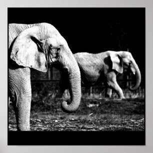 Poster-Animals-32 Poster
