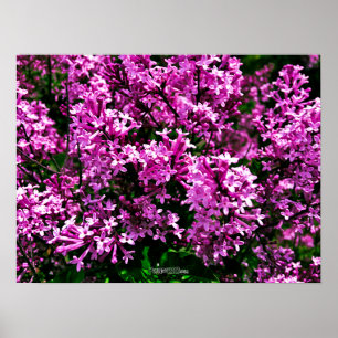 Poster - Antique Purple Lilacs at Highland Park