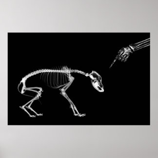 Poster- Bad Dog Xray Skeleton Black White Poster