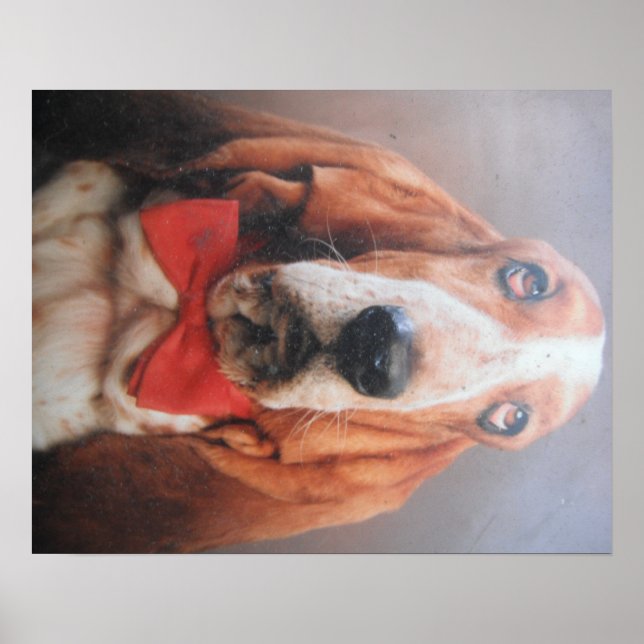 Poster Basset Hound With Red Bow Tie (Front)