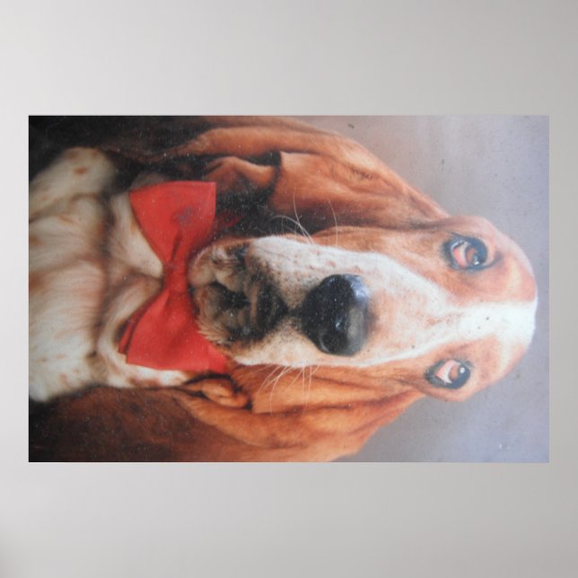 Poster Basset Hound With Red Bow Tie (Front)