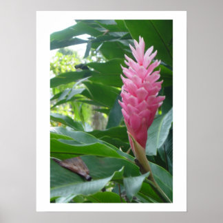 poster, beautiful pink flower in Jamaica Poster
