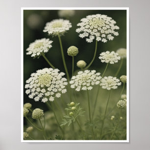 Poster Beautiful Queen Anne's Lace Flower Wall Art