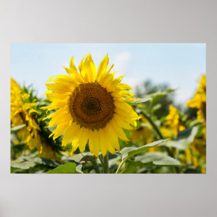 Poster - Beautiful Sunflower Field