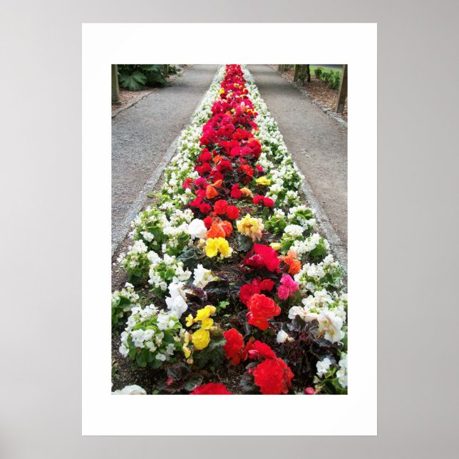 Poster Begonias (Front)