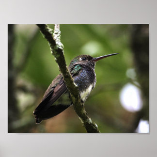 POSTER - BEIJA-FLOR 1