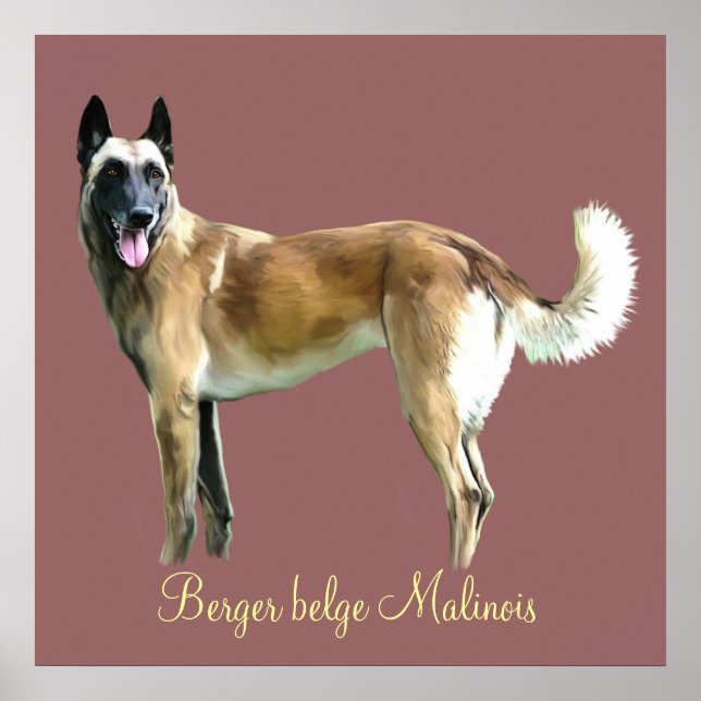 poster berger belge malinois (Front)