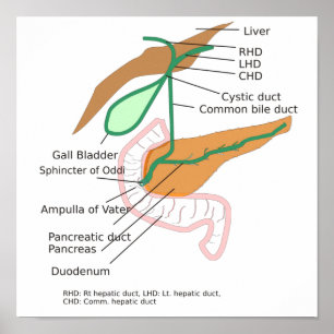 Poster Biliary System Diagram Chart Gall Bladder