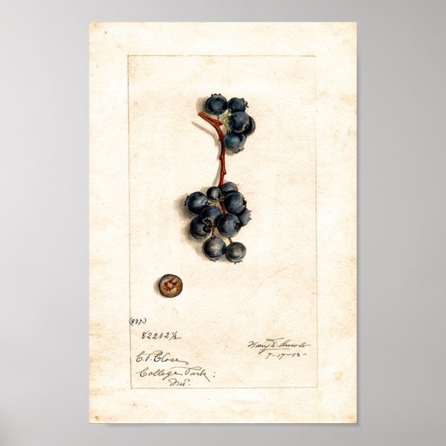 Poster - Blueberries By James Shull (Front)